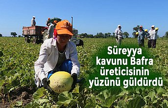 Süreyya kavunu Bafra üreticisinin yüzünü güldürdü