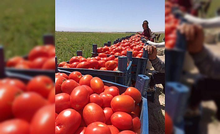 Tarım Kredi 85 bin ton salçalık domates alımına başladı
