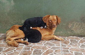 Trabzon'da sokak hayvanları 