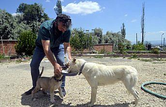Veteriner hekim sokak hayvanlarını 