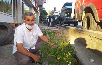 Alaplı'da kaldırımda yetişen domates görenleri şaşırtıyor
