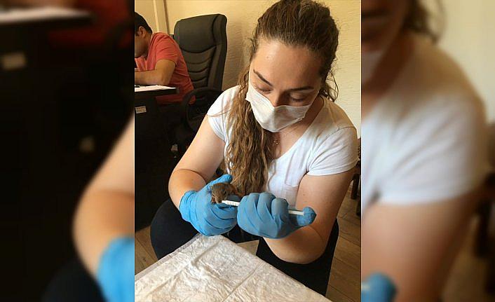 Annesiz kalan yavru sincaplar rehabilitasyon merkezinde bakıma alındı