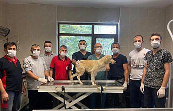 Ayağı kırık bulunan sokak köpeği ameliyatla tedavi edildi