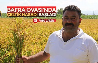 BAFRA OVASI’NDA ÇELTİK HASADI BAŞLADI