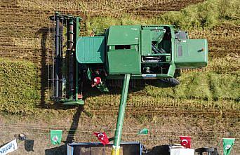 Bafra Ovası'nda çeltik hasadına başlandı