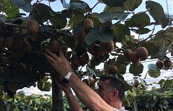 Çarşamba ilçesinde kivi üretimi