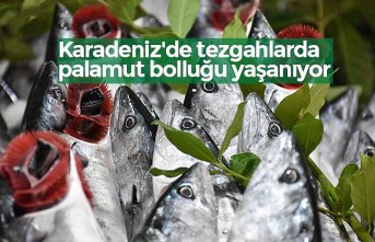 Karadeniz'de tezgahlarda palamut bolluğu yaşanıyor
