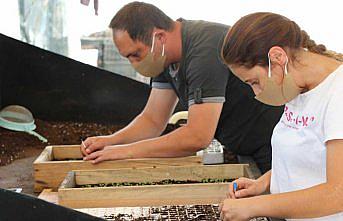 Safranbolu'nun refüjlerini menekşeler süsleyecek