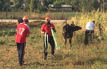 Sulama kanalına düşen buzağı itfaiye tarafından kurtarıldı