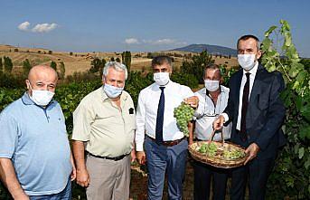 Vali Gürel bağ bozumuna katıldı