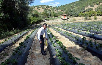 Yeşilyurt ilçesinde çiftçilerin yeni gözdesi 