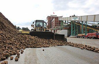 Amasya Şeker Fabrikası, pancar alım fiyatını 350 lira olarak açıkladı