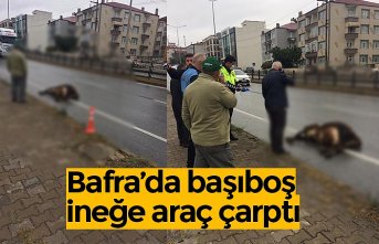 Bafra’da başıboş ineğe araç çarptı