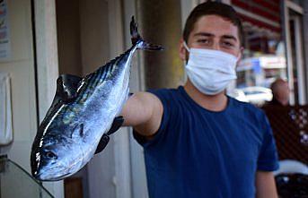 Batı Karadeniz'de palamut sezonu bitiyor