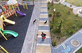 Bekçi köpeği, belediye temizlik işçisinin can dostu oldu