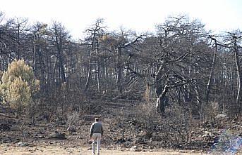 Bolu'da yanan ormanlık alan ağaçlandırılacak