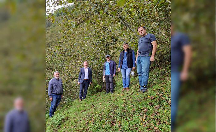 Çakıldak fındığı için coğrafi işaret çalışması başlatıldı