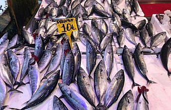 Doğu Karadeniz'den yapılan su ürünleri ihracatı yüzde 38 arttı