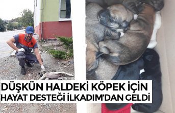 DÜŞKÜN HALDEKİ KÖPEK İÇİN HAYAT DESTEĞİ İLKADIM’DAN GELDİ