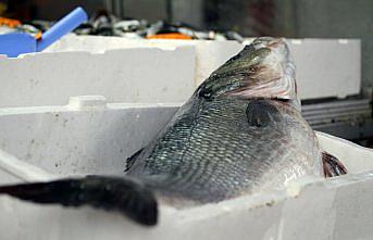 Düzce'de ağlara takılan 15 kilogramlık levrek şaşırttı