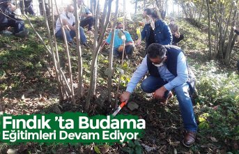 Fındık ’ta Budama Eğitimleri Devam Ediyor