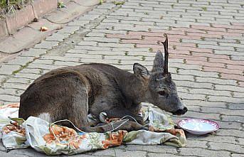 Görele'de yaralı karaca koruma altına alındı