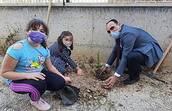 Gümüşhacıköy'de okullarda fidan dikildi