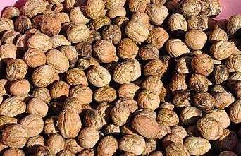 Gümüşhane'de ceviz üretiminde yaklaşık yüzde 25 artış sağlandı