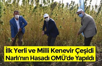İlk Yerli ve Milli Kenevir Çeşidi Narlı’nın Hasadı OMÜ’de Yapıldı