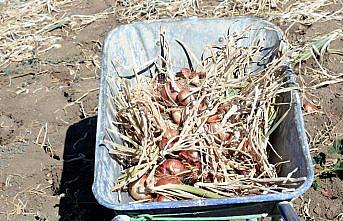 Niksar soğan üretiminde merkez olma yolunda