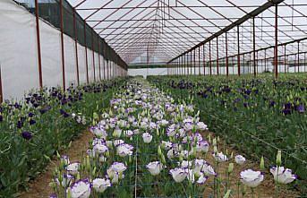 Ordu'da örtü altı yetiştiriciliğinde yaz hasadı tamamlandı