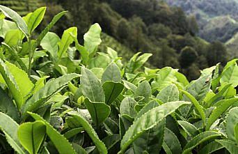 Türk çay sektörü Kovid-19 sürecini verimli geçirdi