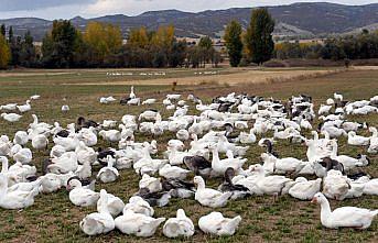 Ankara'daki marketini kapatıp memleketinde kaz yetiştirmeye başladı