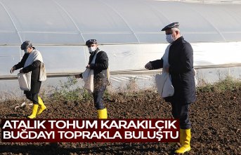 ATALIK TOHUM KARAKILÇIK BUĞDAYI TOPRAKLA BULUŞTU