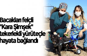 Bacakları felçli "Kara Şimşek" tekerlekli yürüteçle hayata bağlandı