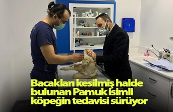 Bacakları kesilmiş halde bulunan Pamuk isimli köpeğin tedavisi sürüyor