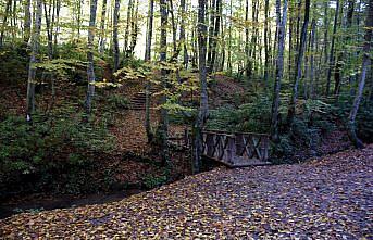 Batı Karadeniz ormanları 