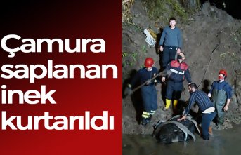 Çamura saplanan inek kurtarıldı