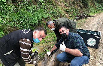 Köpeklerden kaçarken dereye düşen karacayı DSİ ekipleri kurtardı