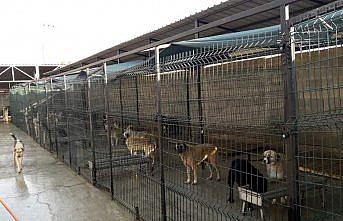 Safranbolu Belediyesi sokak hayvanlarına sahip çıkıyor