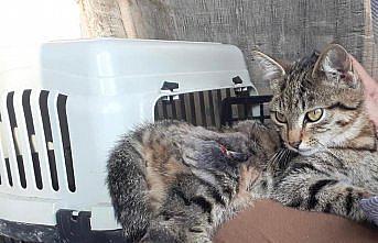 Yaralı sokak kedisinin yeni yuvası 