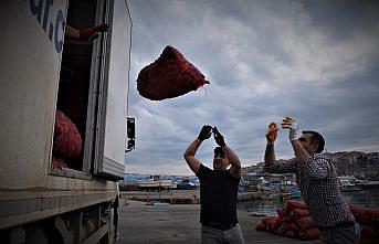 Akçakoca'da avlanan deniz salyangozu Uzak Doğu'ya ihraç ediliyor