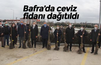 Bafra’da ceviz fidanı dağıtıldı