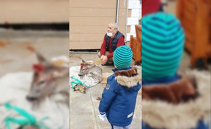 Bartın'da denize düşen karaca kurtarıldı