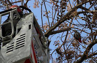 Bolu'da kafesinden kaçan papağanın yakalanması için çalışma başlatıldı