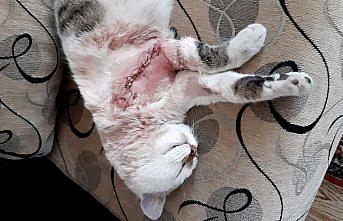 Bolu'da otomobilin çarptığı kedi tedavi edildi