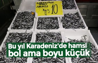 Bu yıl Karadeniz'de hamsi bol ama boyu küçük