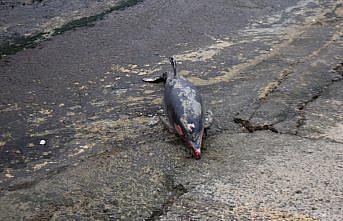 Düzce Akçakoca sahilinde ölü yunus kıyıya vurdu