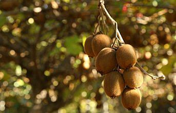 Kastamonulu üretici kivi hasadından memnun