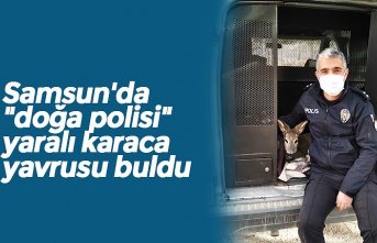 Samsun'da "doğa polisi" yaralı karaca yavrusu buldu